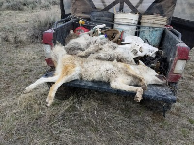 20170403_141145-1008x756.jpg (339.67 KiB) Viewed 889919 times a few more coyote out of the sheep