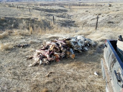 20170210_153453-1008x756.jpg (392.9 KiB) Viewed 132180 times productive winter on this ranch